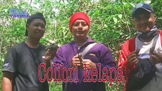 mikat burung kolibri kelapa mantap 