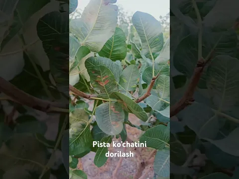 #agro #pista