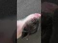 Download Lagu Lovely Piglet Sleep Sound #pig #boar #hog #viral #animal #wildpig #wildboar #wildlife #farmlife