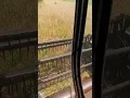 F2 Gleaner Combine Cutting Wheat