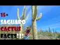 15 FUN FACTS About the FAMOUS SAGUARO CACTUS Saguaro National Park Sonoran DESERT AZ