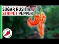 Download Lagu Sugar Rush Stripey Pepper - Most AMAZING Pepper Ever? Pepper Geek
