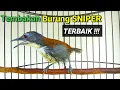 Download Lagu Burung sniper tepus dada putih paling gacor. burung sniper gacor