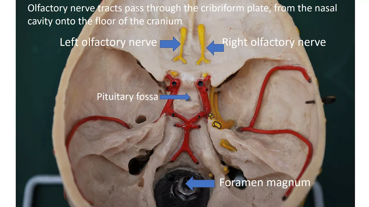 Cranial nerves, introduction and first 3.