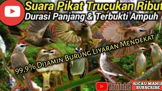 Download Mp3 Trucukan ribut || Suara untuk pikat burung kecil || Part 3 MP3