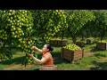 Download Lagu Harvesting 500kg of Fresh and Crunchy Jujubes to Sell at the Countryside Market