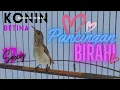 Download Lagu konin betina birahi pancing konin jantan ngobra gacor bongkar materi @mandorkicau