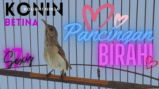 konin betina birahi pancing konin jantan ngobra gacor bongkar materi mandorkicau