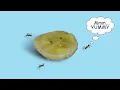 Download Lagu Ants eating Banana Timelapse
