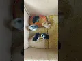 Download Lagu suara anak ayam baru netas