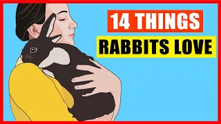 Download 14 Things Rabbits Love the Most MP3