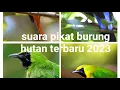 Download Lagu suara pikat burung hutan yang bandel nggak mau turun!!!#suarapikatampuh #suarapikatburungribut