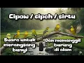 Download Lagu CIPOH/CIPOW/SIRTU suara untuk merangsang bunyi dan memanggil burung