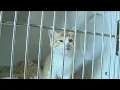 Pet Resource Center waives all adoption fees through August
