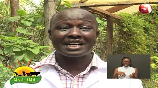 mkulima kituo cha utafiti wa miti shamba jkuat