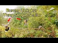 Download Lagu Ternyata Seperti ini burung tekukur dilokasi ini ,sangat Galak !!