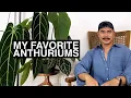 My Favorite Anthuriums 10 OF MY CURRENT FAVORITES