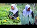 Lagu Panen labu kuning \u0026 daun bawang untuk dimasak sederhana tapi enak, masakan desa