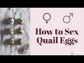 ARE MY QUAIL EGGS MALE OR FEMALE how I hatch my quail