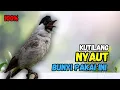 Lagu Pasti Nyaut,,!!! Suara Pancingan Burung Kutilang Gacor Ampuh'