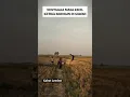 Download Lagu Nostalgia masa kecil ketika bermain disawah #nostalgia #masakecil #bermaindisawah #kenangan #shorts