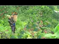 Download Lagu CEO Triệu Tú bouwt meubels – Pompoenen oogsten in de bergen en zelfgemaakte taarten maken.