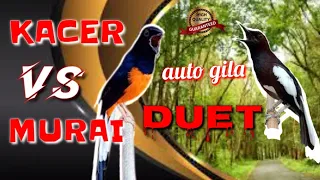 Download REAKSI SUPER KEREN , Kacer VS Murai ,Bikin Gacor ,Super nembak MP3