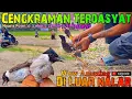 Download Lagu ▶️ PIKAT KUTILANG CENGKRAM INI REKOR NYARIS 3 POINT 1 LAMAN 😱 Amazing!