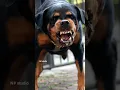 Download Lagu ANGRY Dogs Barking Sound Effects (Aggressive Dogs Barking)
