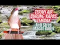 Download Lagu Terapi Air \u0026 Kapas Tembak Untuk Burung Stres Macet Bunyi