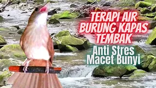 terapi air u0026 kapas tembak untuk burung stres macet bunyi