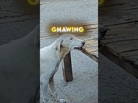 A Stranger Finally Feeds A Starving Dog 🐶