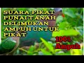 Download Lagu Suara pikat punai tanah/limukan Emerald dove sound