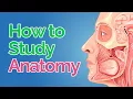 How to Study Anatomy in Med School 5 Fool-Proof Steps