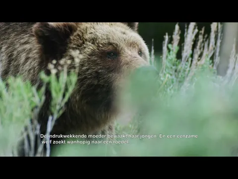 Yellowstone, de terugkeer van de grote jagers