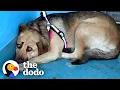 Download Lagu Rescue Dog Hides In The Corner Until The Right Person Comes Along | The Dodo Faith = Restored