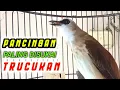 Download Lagu Pancingan dan MASTERAN ISTIMEWA burung trucukan Agar trucuk cepat bunyi gacor dan ROPEL
