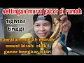 cara termudah menaikkan emosi dan birahi murai batu Medan super gacor FIGHTER volume NAIK MENTAL