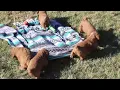 Cockapoo Puppies For Sale
