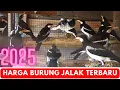 Download Lagu DAFTAR HARGA BURUNG JALAK TERBARU DAN TERLENGKAP - ( JALAK SUREN, JALAK PUTIH, JALAK BALI DLL )