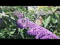 Download Lagu Aug. 29th 2019 at Rosetta McClain Gardens in Toronto
