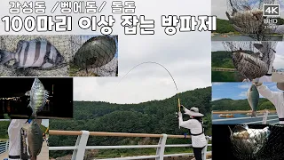 감성돔, 벵에돔 , 돌돔, 100마리 이상 잡는 방파제, #남해, #남해군 #낚시 #감성돔낚시  #fishing #물건방파제 , 남해 물건방파제, 물건항, #벵에돔 #벵에돔낚시 썸네일