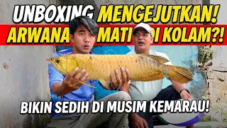 INALILLAHI! UNBOXING ARWANA MATI DI KOLAM TUK JADI LAUK MAHAL