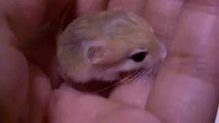 chirp of Pigmy Jerboa baby