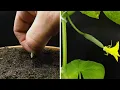 Download Lagu Growing Cucumber Timelapse - Seed To Fruit