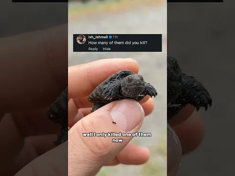 How many snapping turtles did I KILL??