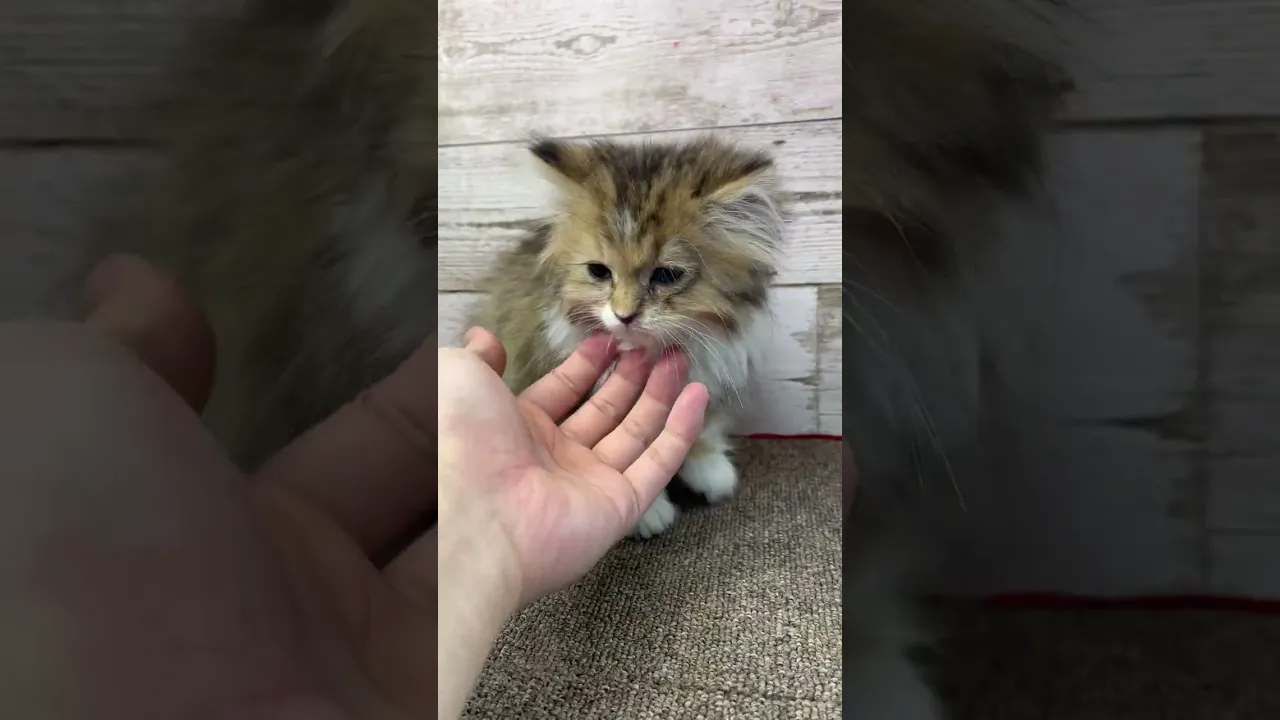 動画