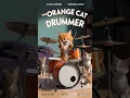 Download Lagu DRUMMER.      #drums #drummer #cat #cute
