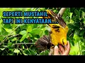 Download Lagu Mikat burung kepodang tanpa burung pikat
