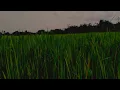 Download Lagu Cinematic Sawah | Story Wa Pagi Hari | Cinematic 30 Detik | Sinematic Sawah | Aesthetic Alam Keren